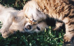 Un chat et un chien, des animaux de compagnie que l'on peut adopter en refuge