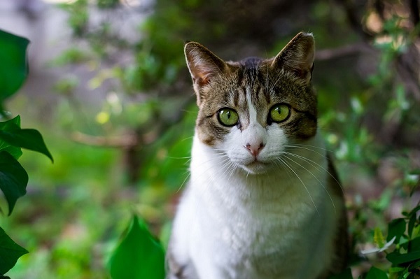 Chat, animal de compagnie pouvant être adopté dans un refuge