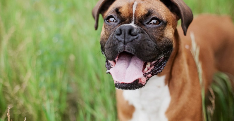 Chien, animal de compagnie pouvant être adopté en refuge